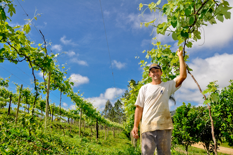 Gilmar Gocnacco que apostou na na produção orgânica de horaliças e uvas. Foto: Fernando Angeoletto