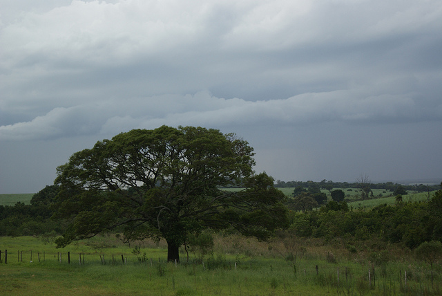 O Cerrado é o bioma brasileiro mais ameaçado. Acima, parte da vegetação do Cerrado sobrevive dentro de uma fazenda de gado em Mato Grosso do Sul. Foto: Danilo Prudêncio