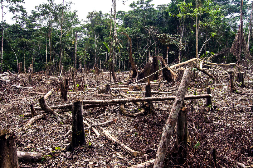 Desmatamento na Amazônia. Foto: